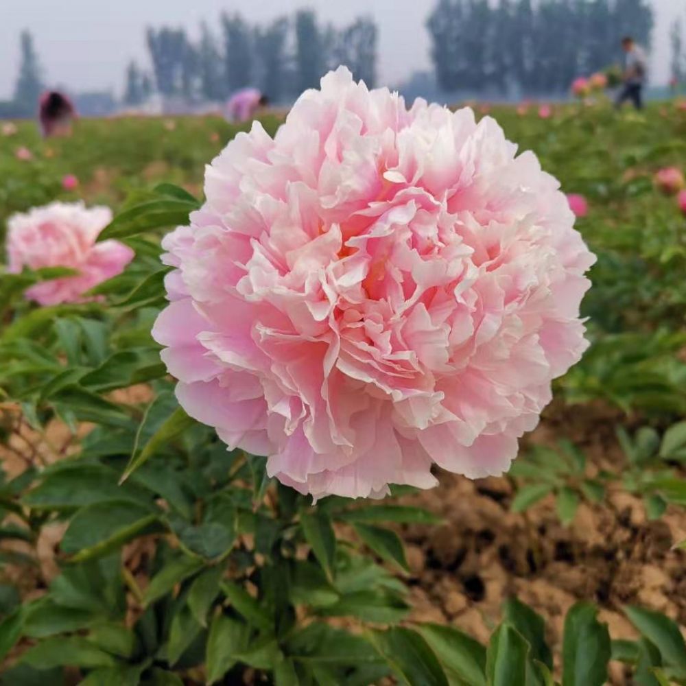 影晌芍藥開(kāi)花的主要因素有哪些